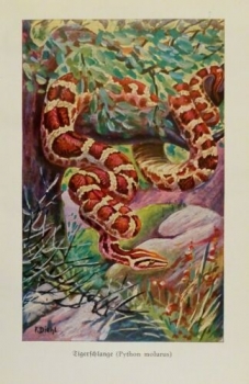 1926 - Tigerschlange (Pyhton molurus) - alter Druck